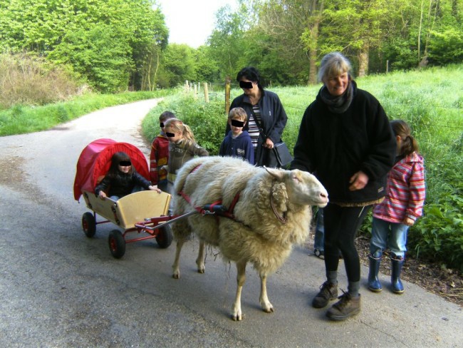 Bollerwagen Schaf Helmut